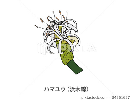 【縣花】Hamayu(濱棉)宮崎縣 【縣花】Hamayu(濱棉)宮崎縣 84261637