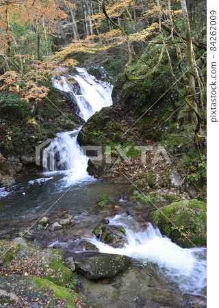 Autumn leaves 84262009