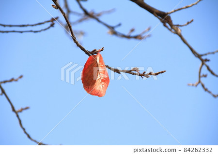 The last remaining cherry blossom leaf at the end of November 84262332