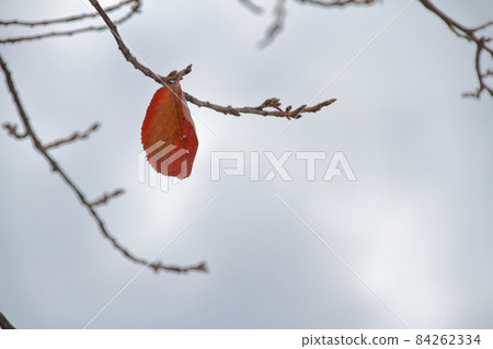 11月底最後剩下的櫻花葉 84262334