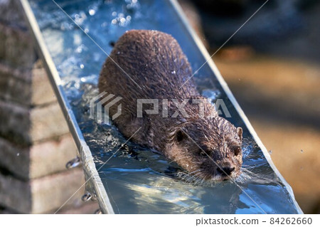 Nagashi Kawauso Ichikawa City Zoo and Botanical Garden 84262660