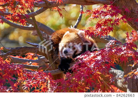Autumn leaves and red panda Ichikawa City Zoo and Botanical Garden 84262663