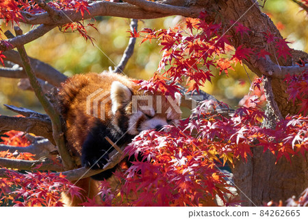Autumn leaves and red panda Ichikawa City Zoo and Botanical Garden 84262665