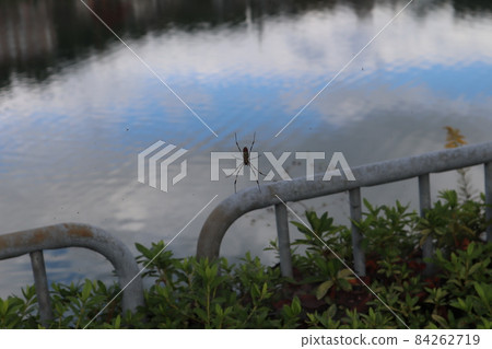 A landscape taken by focusing on a spider that perches on a spider's web with the river surface, fences, and green leaves in the background of the vaguely visible sky. A landscape taken by focusing on a spider that perches on a spider's web with the river surface, fences, and green leaves in the background of the vaguely visible sky. 84262719