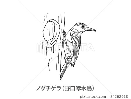 [Prefectural Bird] Okinawa Woodpecker (Noguchi Woodpecker) Okinawa Prefecture-Line drawing 84262918