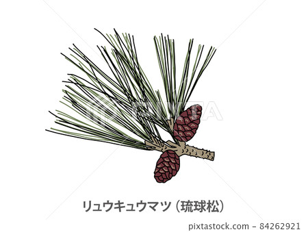 [Prefectural tree] Ryukyu pine (Ryukyu pine) Okinawa Prefecture 84262921