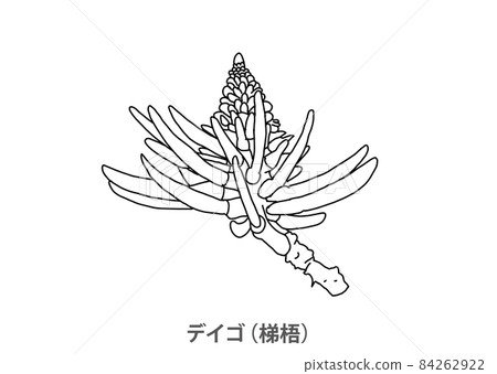 [縣花]沖繩縣Deigo-線描 84262922