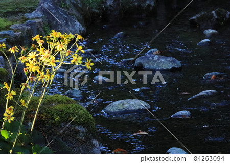 Stream water flow and leopard plant flowers 84263094