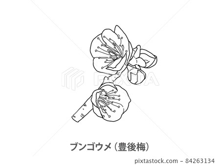 [縣花]文後梅（文後梅）大分縣線描 84263134