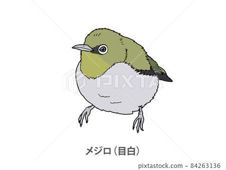 [縣鳥]白眼（目白）大分縣 84263136
