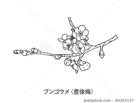 [縣樹]文後梅（文後梅）大分縣線描 84263137