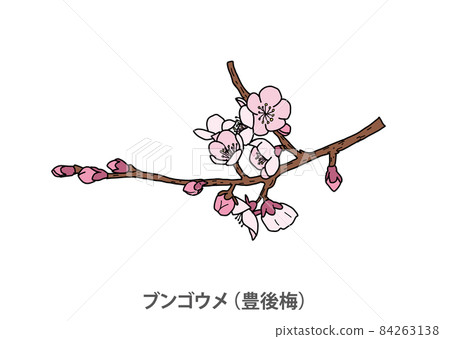 [Prefectural tree] Bungoume (Bungo plum) Oita prefecture 84263138