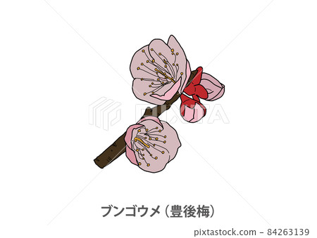 [縣花]文後梅（文後梅）大分縣 84263139