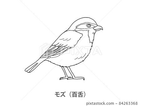 【縣鳥】伯勞（百舌）大阪府-線描 84263368