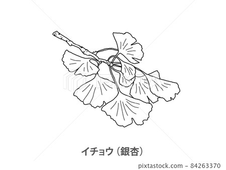 【縣樹】銀杏（Ginkgo）大阪府-線描 84263370