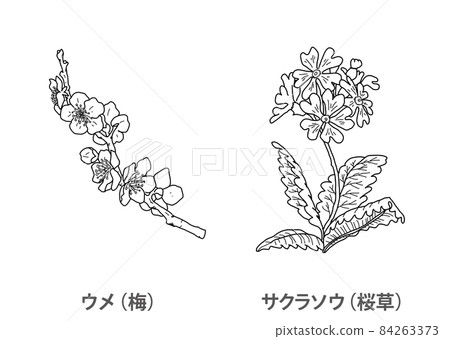 [Prefectural flower] Ume (plum) Sakurasou (primrose) Osaka Prefecture-Line drawing 84263373