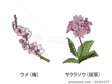 [Prefectural flower] Ume (plum) Sakurasou (primrose) Osaka Prefecture 84263375