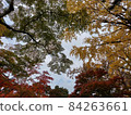 Autumn leaves 84263661
