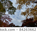 Autumn leaves 84263662