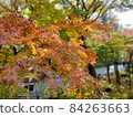 Autumn leaves 84263663
