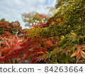Autumn leaves 84263664