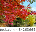 Autumn leaves 84263665