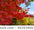 Autumn leaves 84263666
