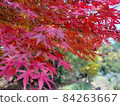 Autumn leaves 84263667