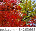 Autumn leaves 84263668