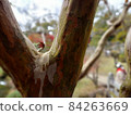 Autumn leaves 84263669