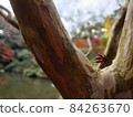 Autumn leaves 84263670