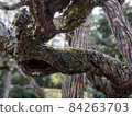 Old tree 84263703
