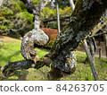 Old tree 84263705