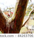 Autumn leaves 84263706