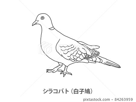 [縣鳥] 埼玉縣白鴿(Shirakobato)-線描 84263959