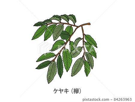 [Prefectural tree] Zelkova (zelkova) Saitama prefecture 84263963