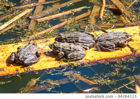 A large green frog sits in the marsh. A large green frog sits in the marsh. 84264113