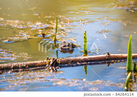 A large green frog swims in the marsh. A large green frog swims in the marsh. 84264114