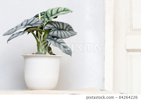 Alocasia silver dragon on white background for home decoration 84264226