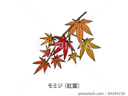 [Prefectural tree] Maple (autumn leaves) Shiga prefecture 84264239