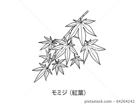 [縣樹]楓（秋葉）滋賀縣線描 84264242