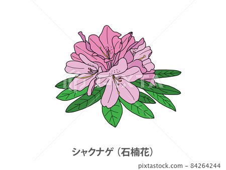 [Prefectural Flower] Rhododendron (Ishikusuhana) Shiga Prefecture 84264244
