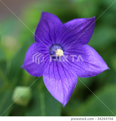Kikyo flower 84264708