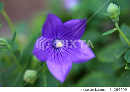 Kikyo flower 84264709