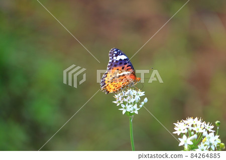 Butterflies and chives flowers Butterflies and chives flowers 84264885