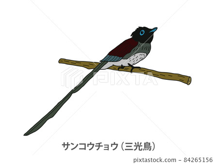 [Prefectural Bird] Japanese Paradise Flycatcher (Sankotori) Shizuoka Prefecture 84265156