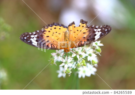 Butterflies and chives flowers Butterflies and chives flowers 84265589