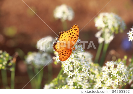 Butterflies and chives flowers 84265592