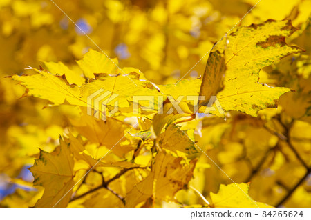 Maple branches with yellow leaves in autumn, in the light of sun. Dry autumnal leaves background, golden maple tree foliage autumn park, fall nature 84265624