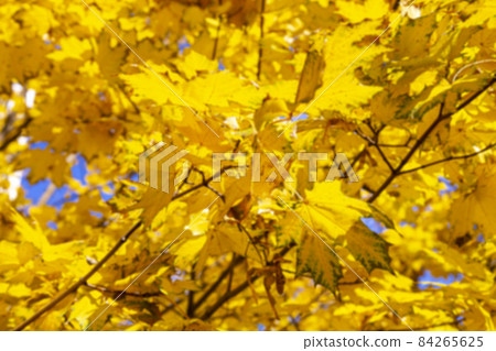 Background of blurred autumn maple leaves, in the light of the sun. Background of dry autumn leaves, autumn park with golden maple foliage, autumn nature Background of blurred autumn maple leaves, in the light of the sun. Background of dry autumn leaves, autumn park with golden maple foliage, autumn nature 84265625